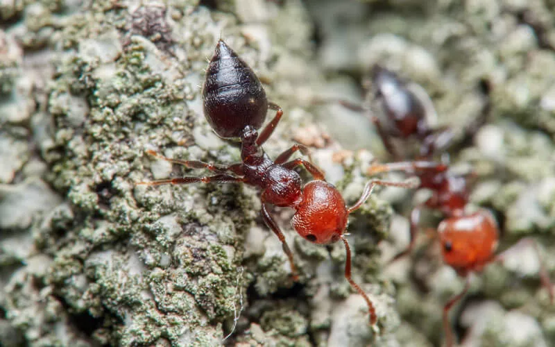 Acrobat Ants