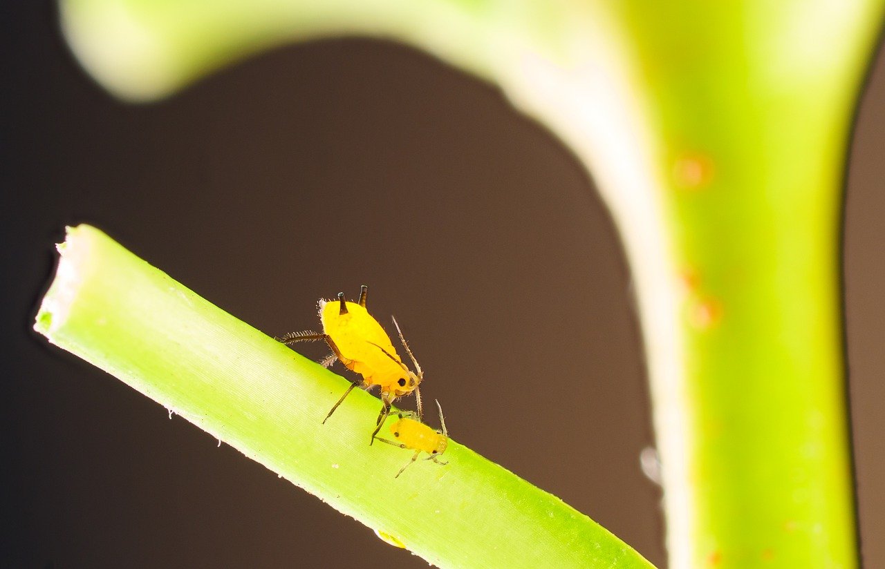 Yellow aphid sitting on plant