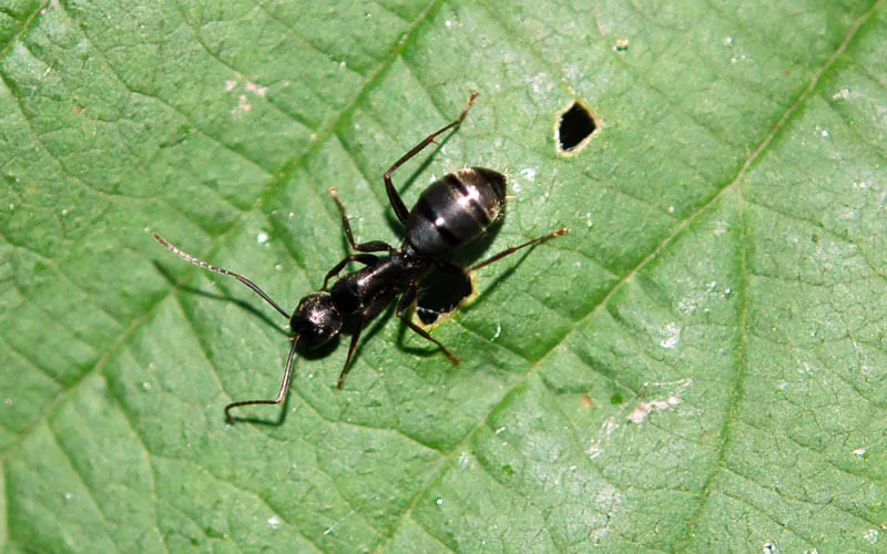 Argentine Ants