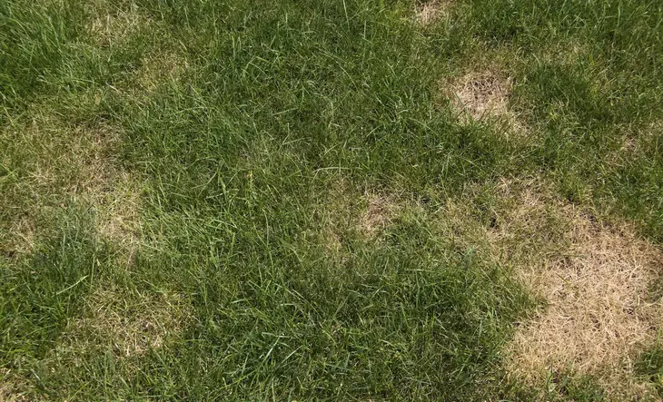 brown patch lawn