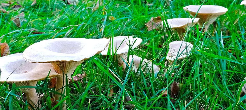 Fairy Rings Lawn Disease