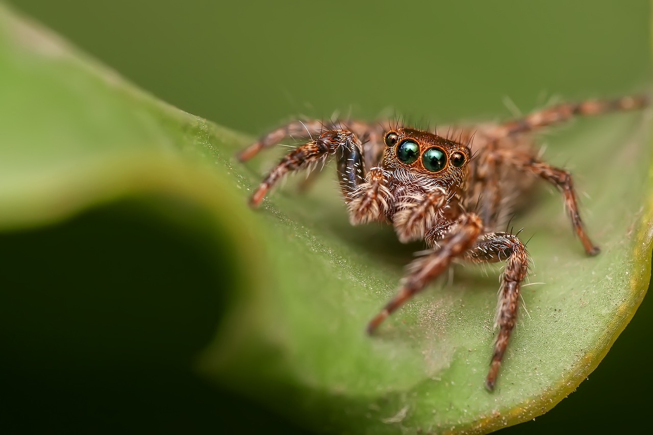 jumping spider on a leaf