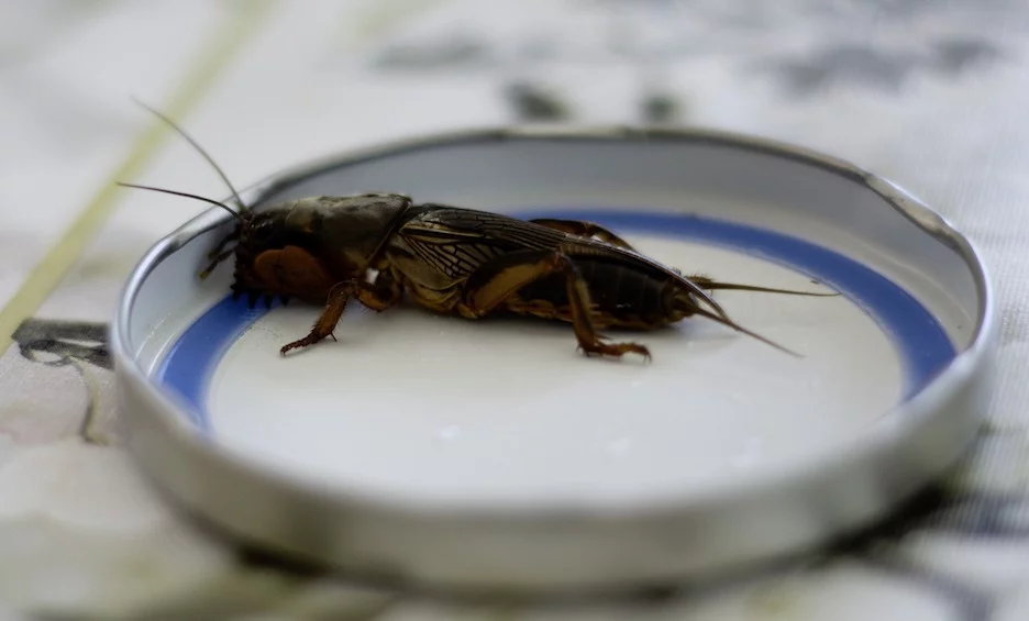How to Get Rid of Mole Crickets in Your Florida Yard Deans Services