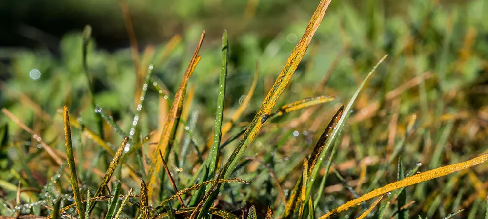 Rust Lawn Disease