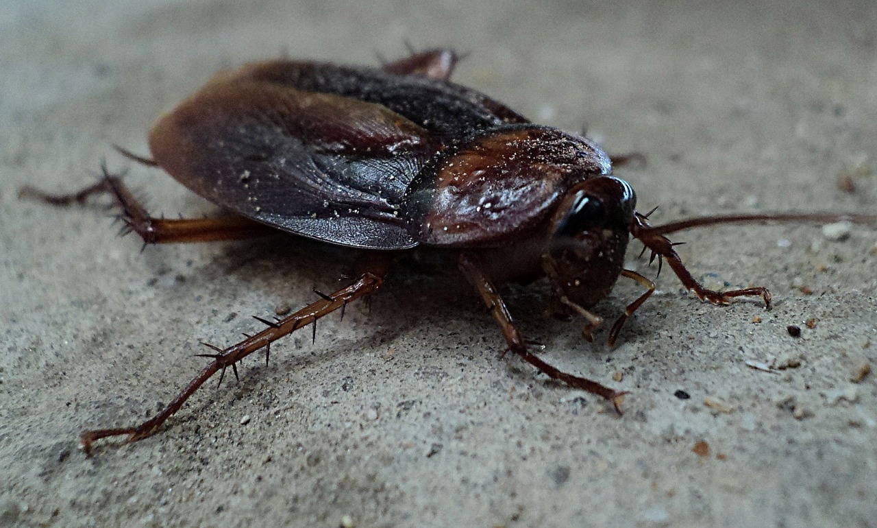 Smokey Brown Cockroach