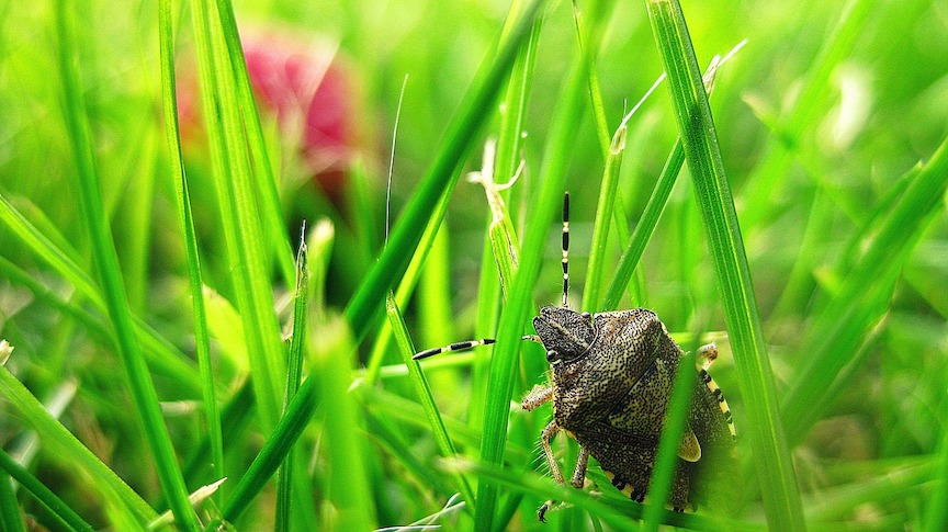 Stink Bug