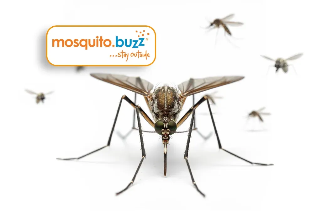 mosquito-buzz-no-grass