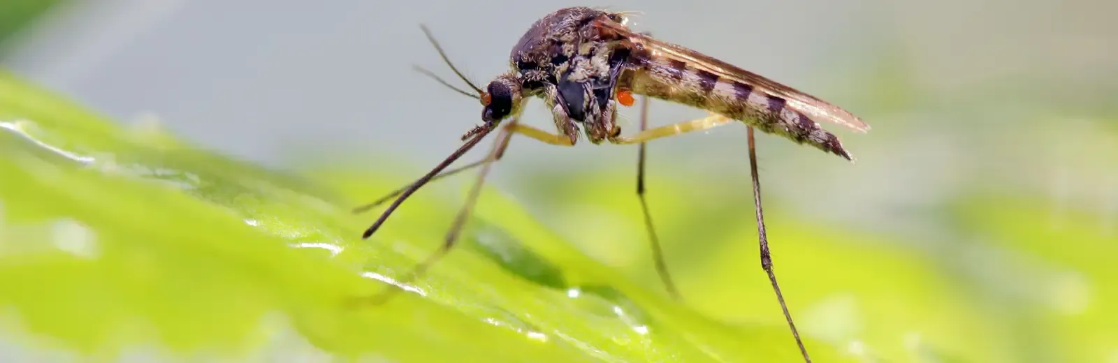 a close up view of a mosquito