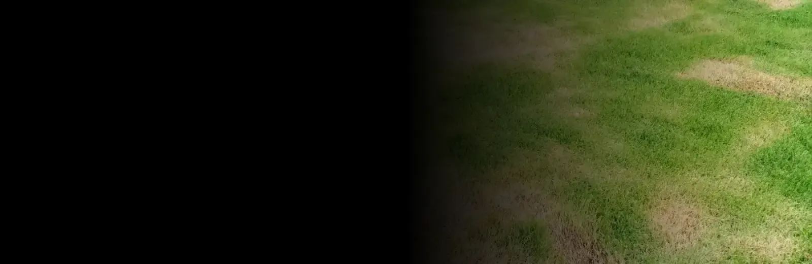 a lawn with brown patches and spots