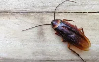 palmetto bug on wooden table