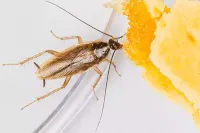 german cockroach close up