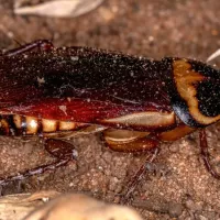 Australian Roaches