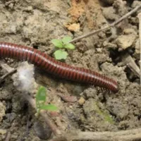 millipedes on dirt