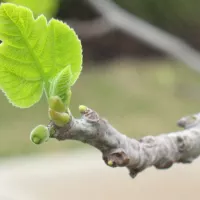 Olive Shootworm