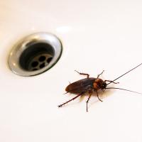 American Cockroach near a water drain