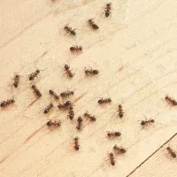 Ants crawling in kitchen