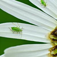 Green aphid sitting on white lower