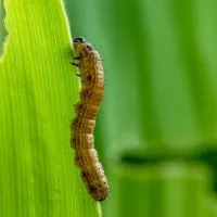 Armyworm on grass