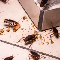 Florida cockroaches having a snack