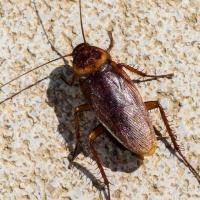 palmetto bug (american cockroach)
