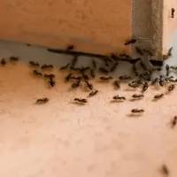 ants indoors