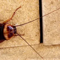 a cockroach up close