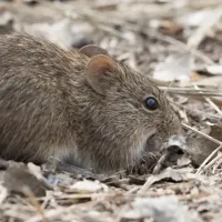 cotton rat outside