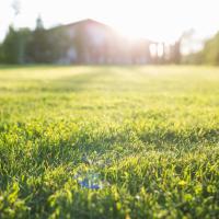 grass on hot summer day