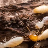 Termites on wood