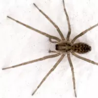 Florida spiders