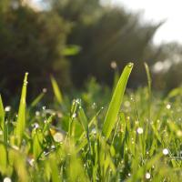 close up of green grass