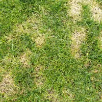 Grass with chinch bug damage