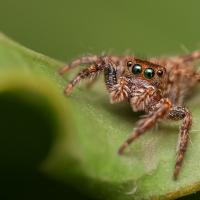 jumping spider on a leaf