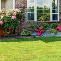 Lawn