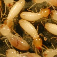 Subterranean termites