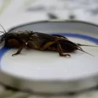 A mole cricket sitting inside a jar lid
