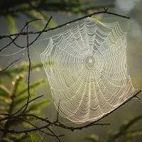 spider web in tree