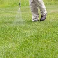 tech spraying grass