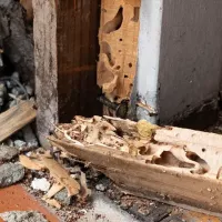 termite damage to home