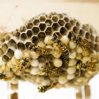 Wasp nest