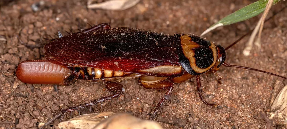 Australian Roaches