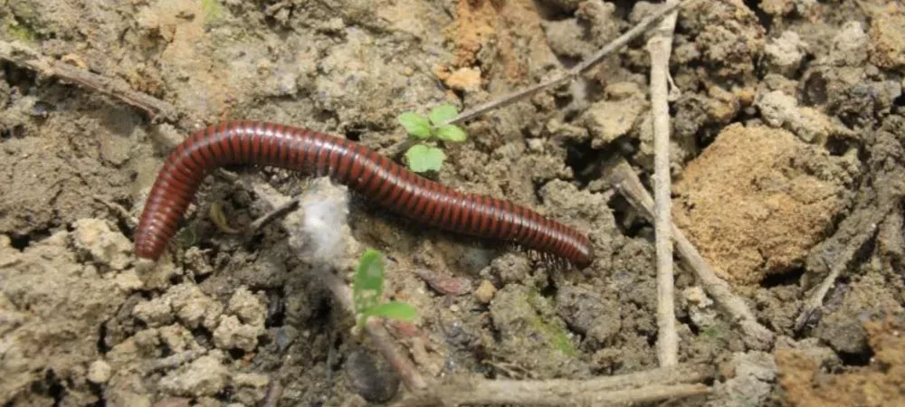 millipedes on dirt