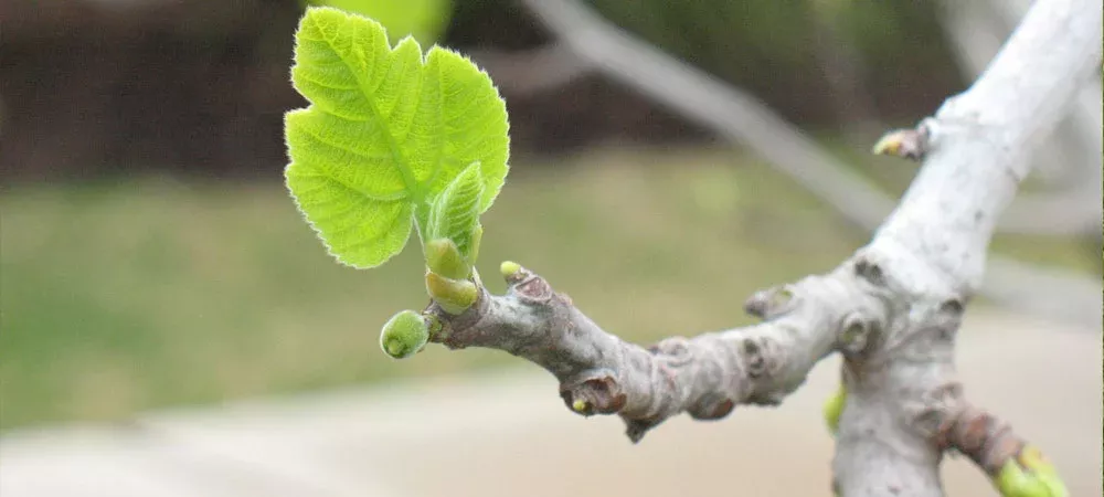 Olive Shootworm