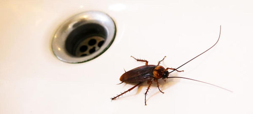 American Cockroach near a water drain