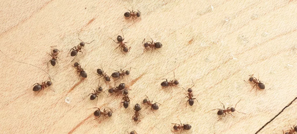Ants crawling in kitchen