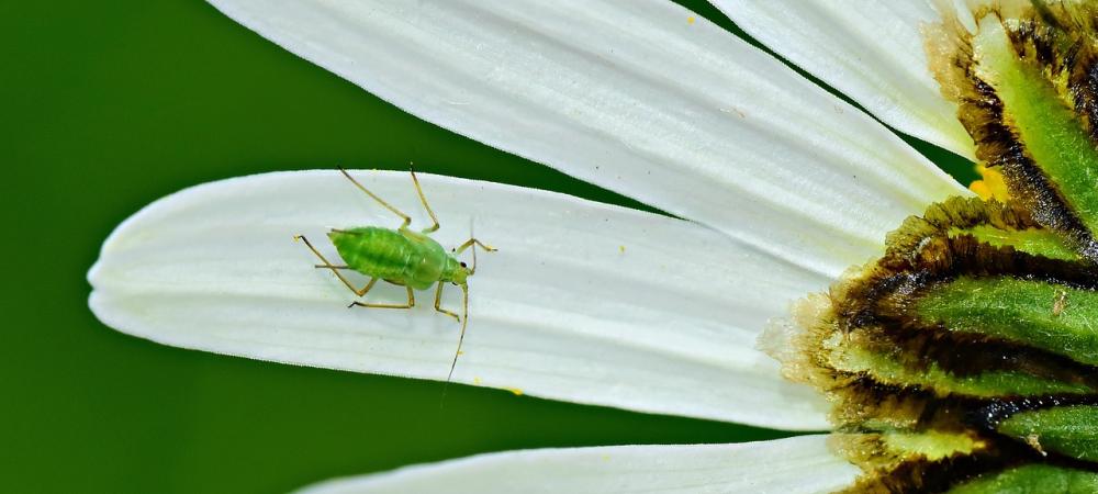 Green aphid sitting on white lower