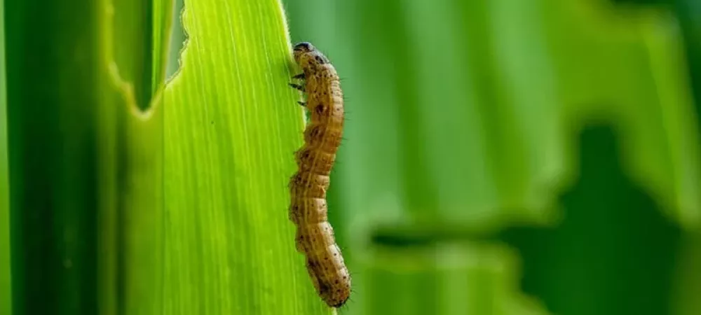 Armyworm on grass