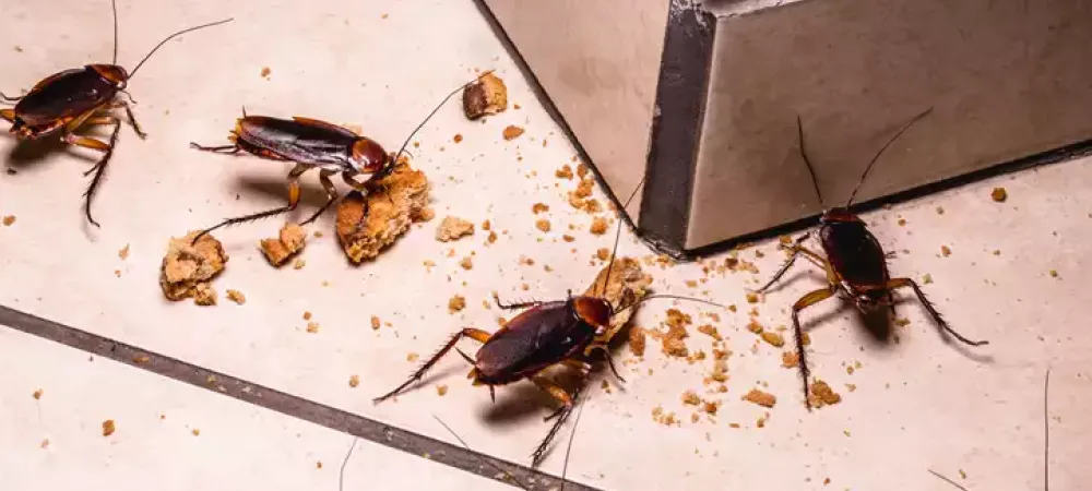 Florida cockroaches having a snack