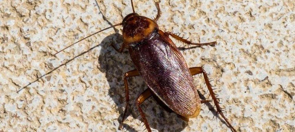 palmetto bug (american cockroach)