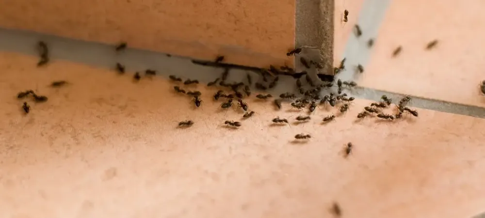 ants indoors